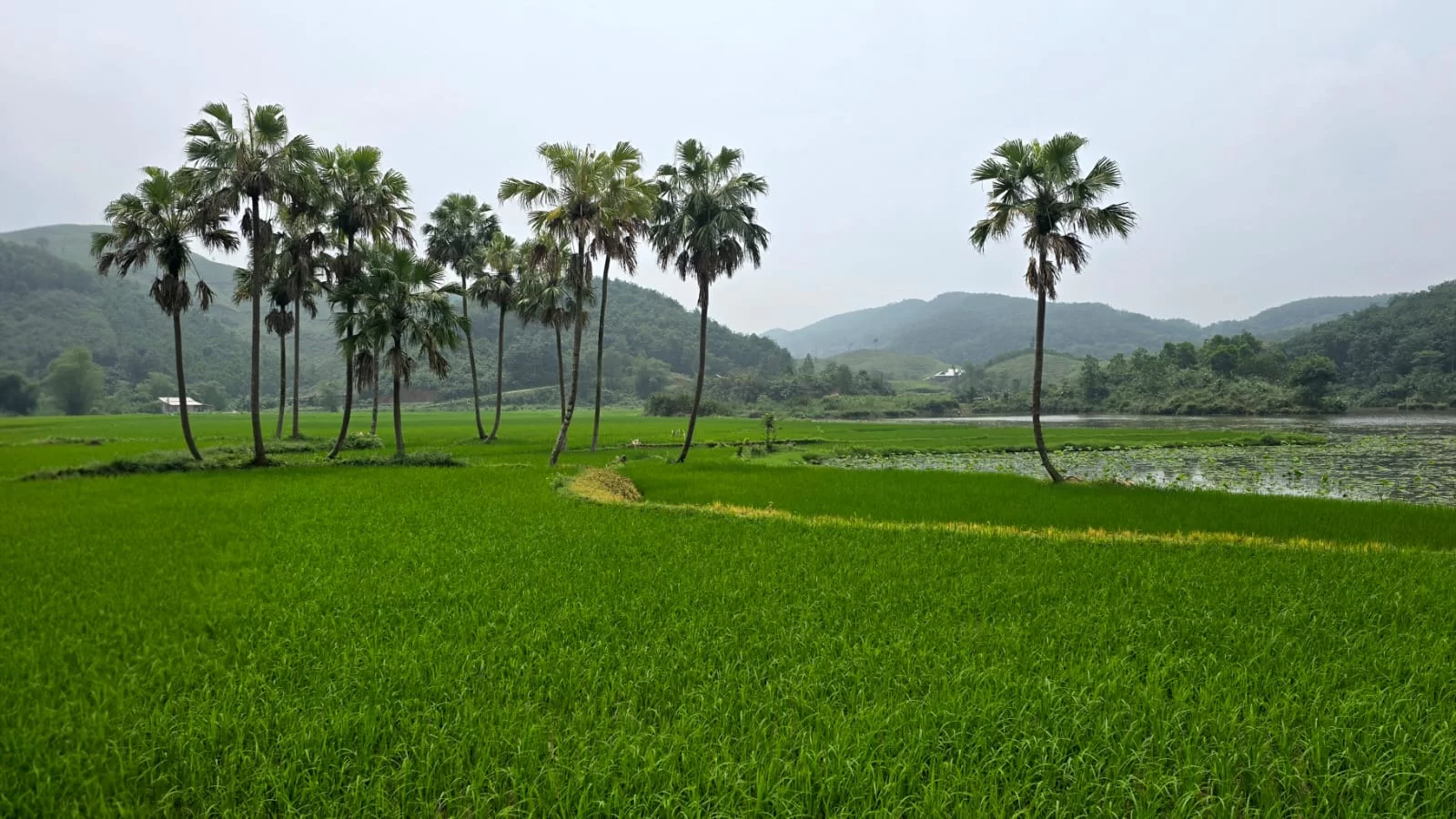 Ba Be Lake – Lam Thuong District (Old Yen Bai Province)